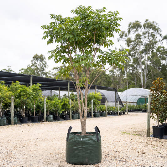 Pink Trumpet Tree - Handroanthus impetiginosus