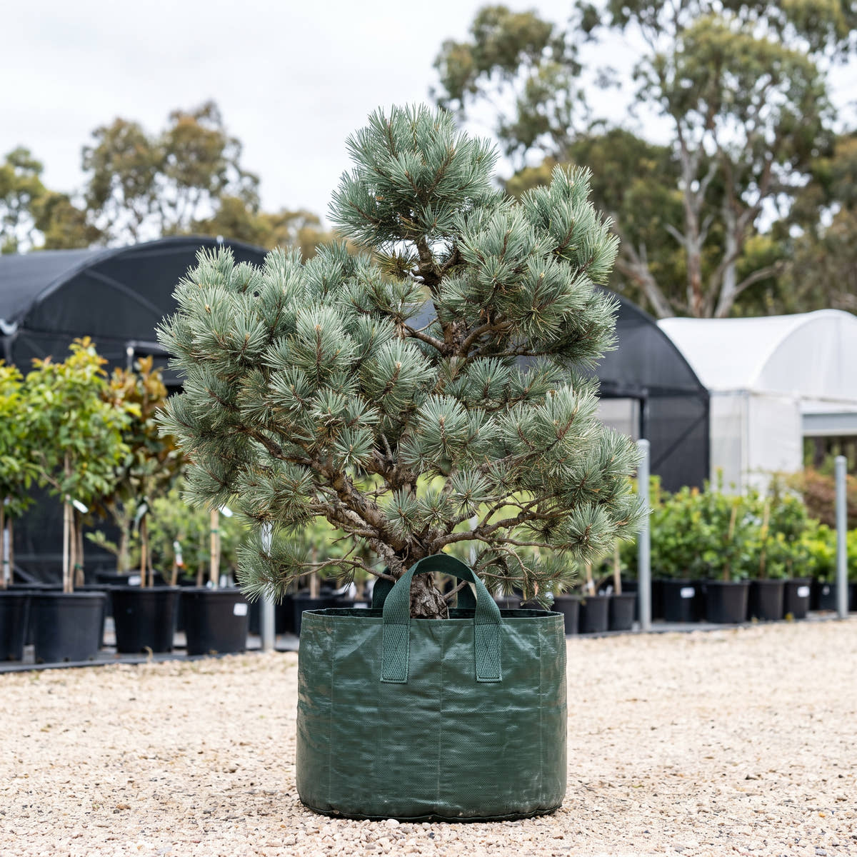 Dwarf Blue Scots Pine - Pinus sylvestris ‘Glauca Nana’
