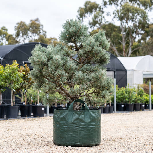 Dwarf Blue Scots Pine - Pinus sylvestris ‘Glauca Nana’