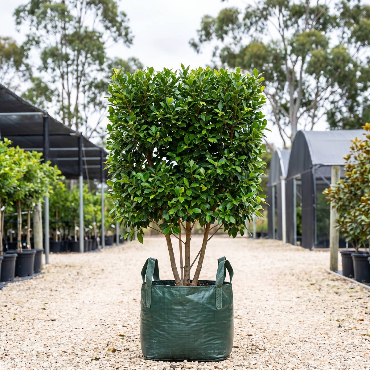 Flash Indian Laurel Fig (Pleached) - Ficus microcarpa ‘Flash’