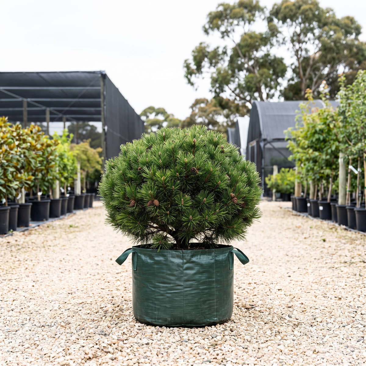 Pincushion Dwarf Mountain Pine - Pinus mugo ‘Pincushion’