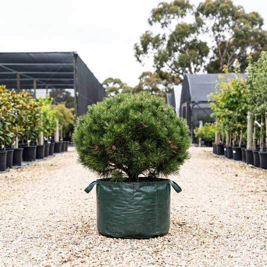 Pincushion Dwarf Mountain Pine - Pinus mugo ‘Pincushion’