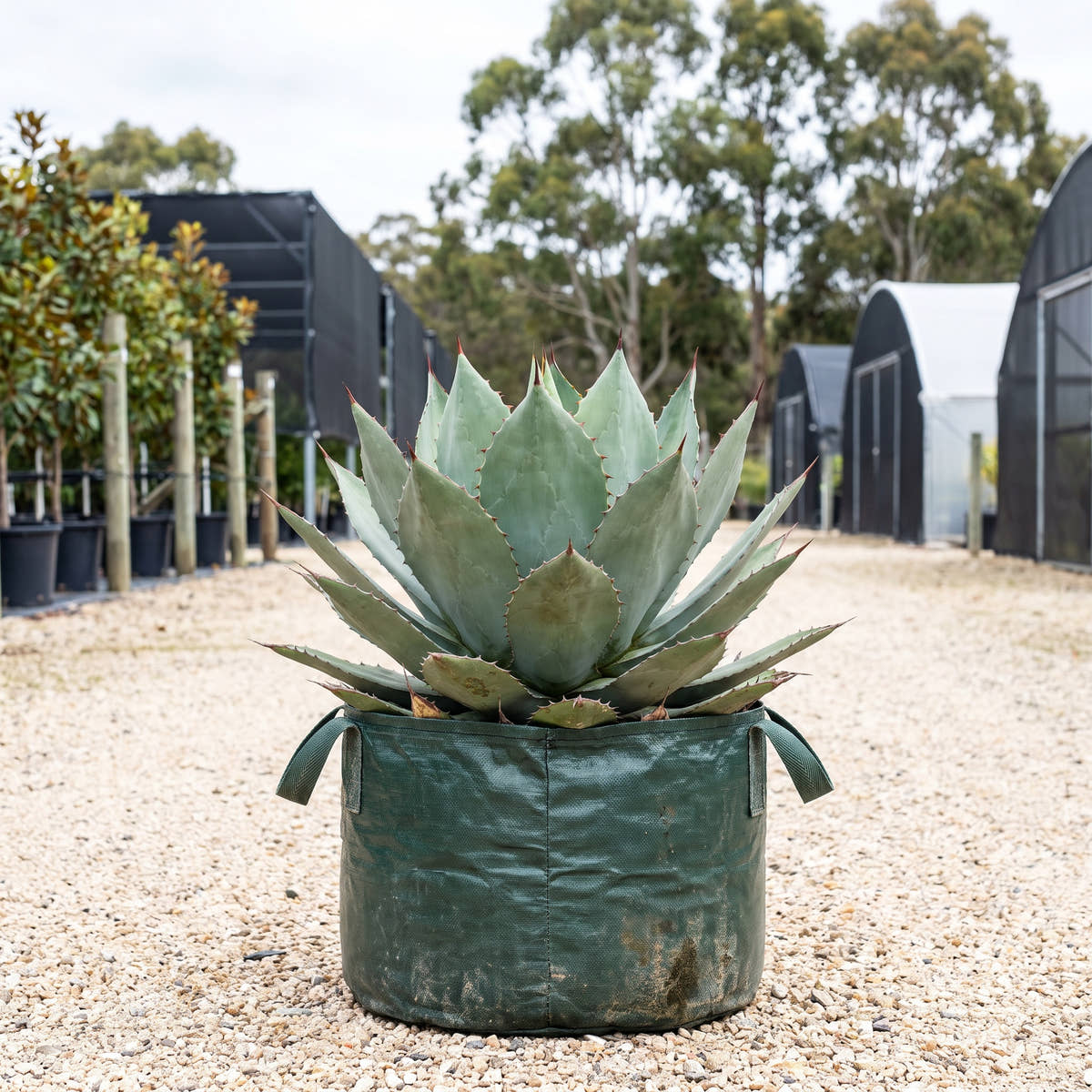 Agave ‘Confederate Rose’