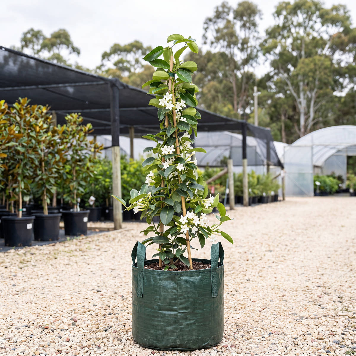 Madagascar Jasmine (Tripod) - Stephanotis floribunda