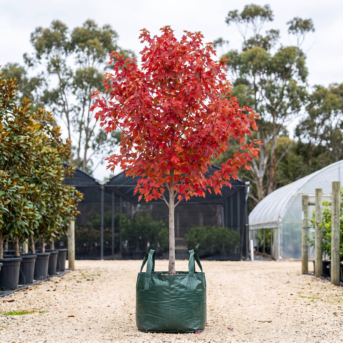 Autumn Blaze Maple - Acer x freemanii ‘Jeffersred’