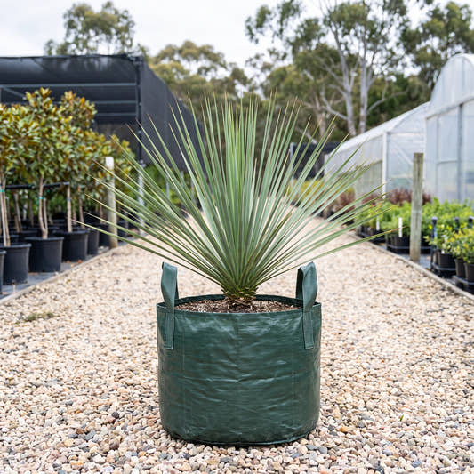Blue Nolina - Nolina nelsonii
