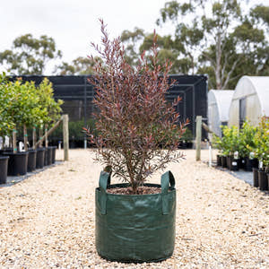 Copper Glow Tea Tree - Leptospermum ‘Copper Glow’