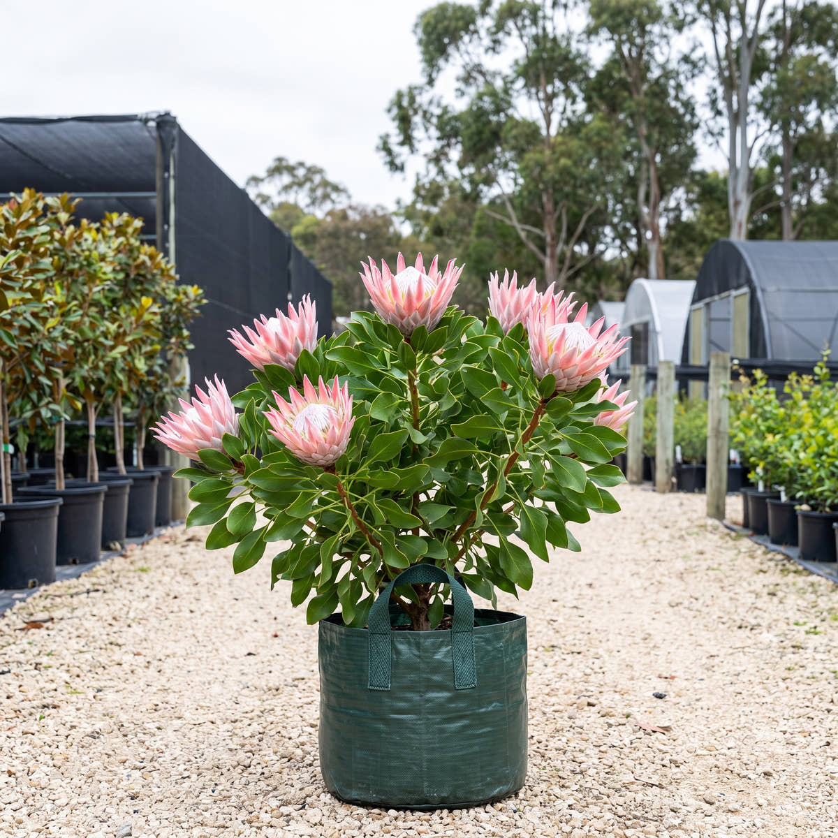 Pink King Protea - Protea cynaroides ‘King Pink’