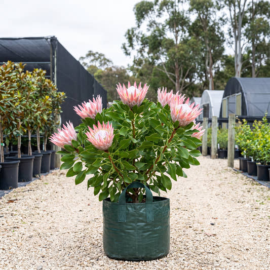 Pink King Protea - Protea cynaroides ‘King Pink’
