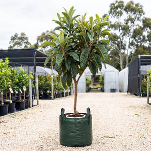 Loquat - Eriobotrya japonica