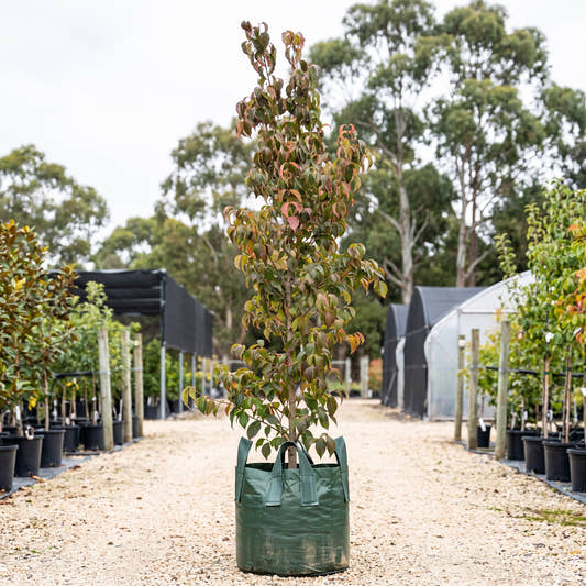 Chinese Dogwood - Cornus kousa var. chinensis