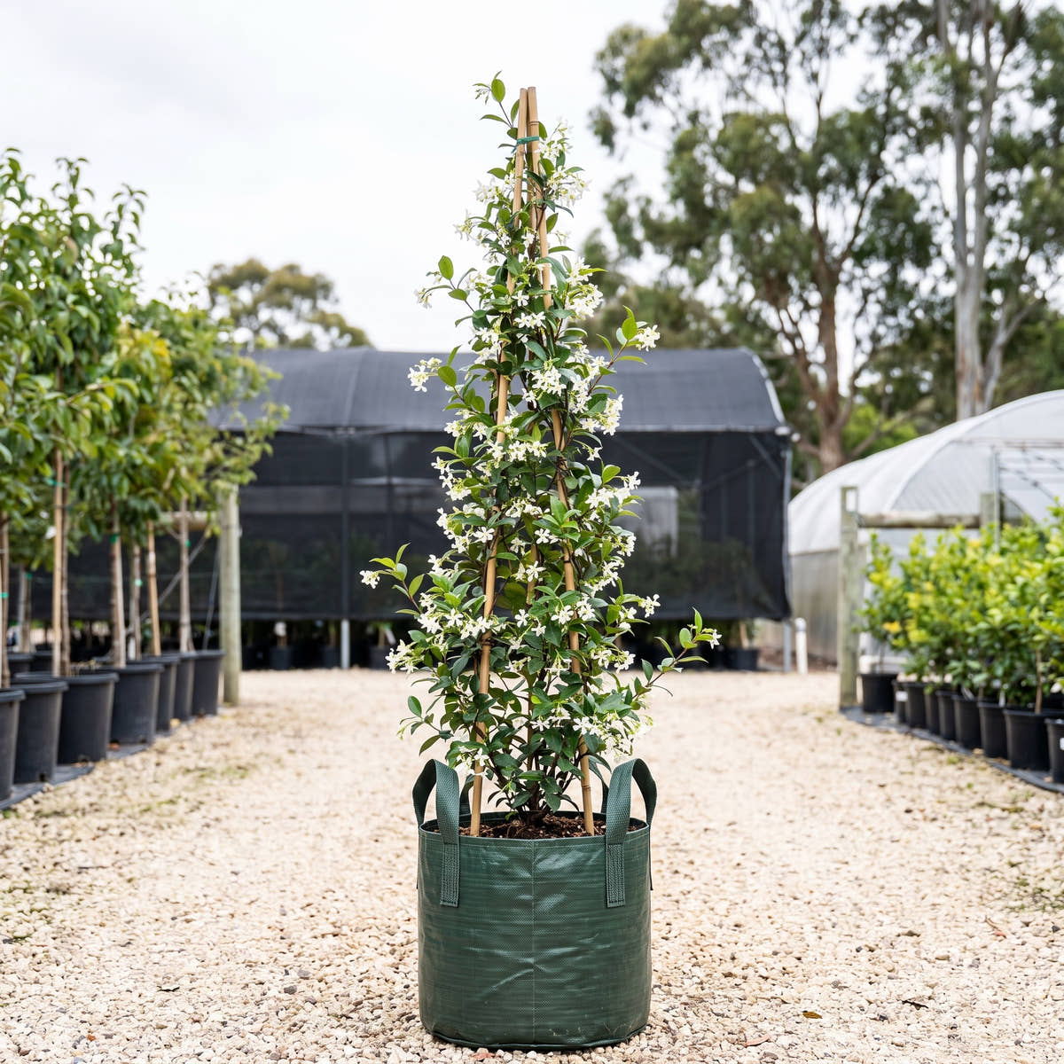 Star Jasmine (Staked) - Trachelospermum jasminoides