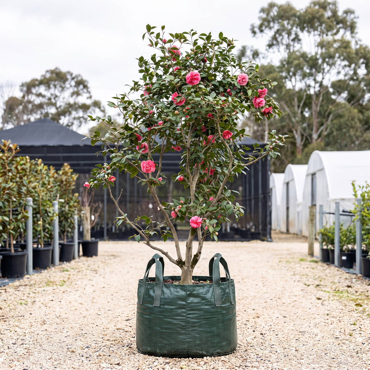Japanese Camellia - Camellia japonica