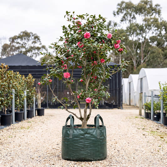 Japanese Camellia - Camellia japonica
