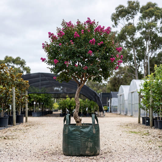 Sioux Crepe Myrtle (Standard) - Lagerstroemia indica ‘Sioux’