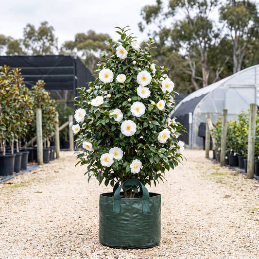 Lovelight Camellia - Camellia japonica ‘Lovelight’