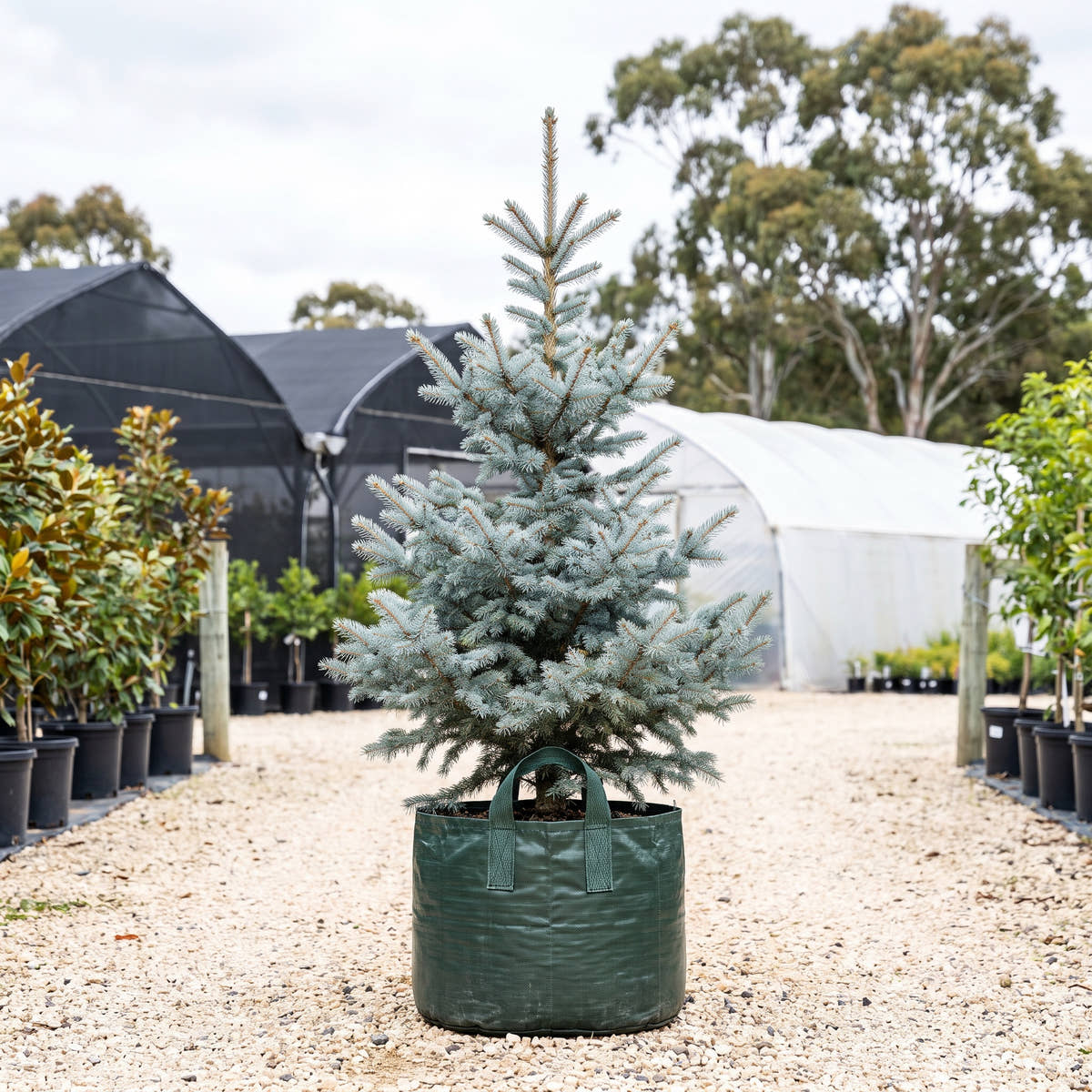 Blue Diamond Blue Spruce - Picea pungens ‘Blue Diamond’