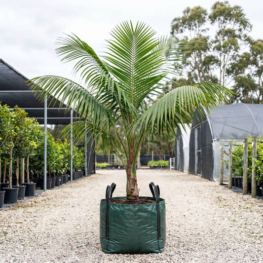 Sagisi Palm - Heterospathe elata