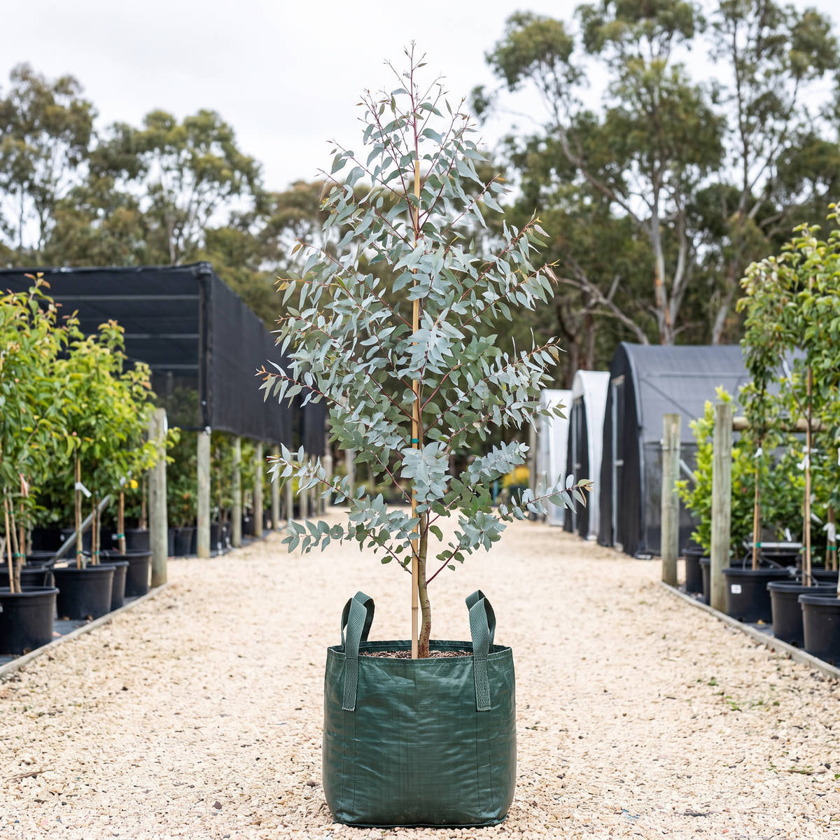 Silver Shadow Gum - Eucalyptus cinerea ‘Silver Shadow’