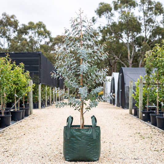 Silver Shadow Gum - Eucalyptus cinerea ‘Silver Shadow’