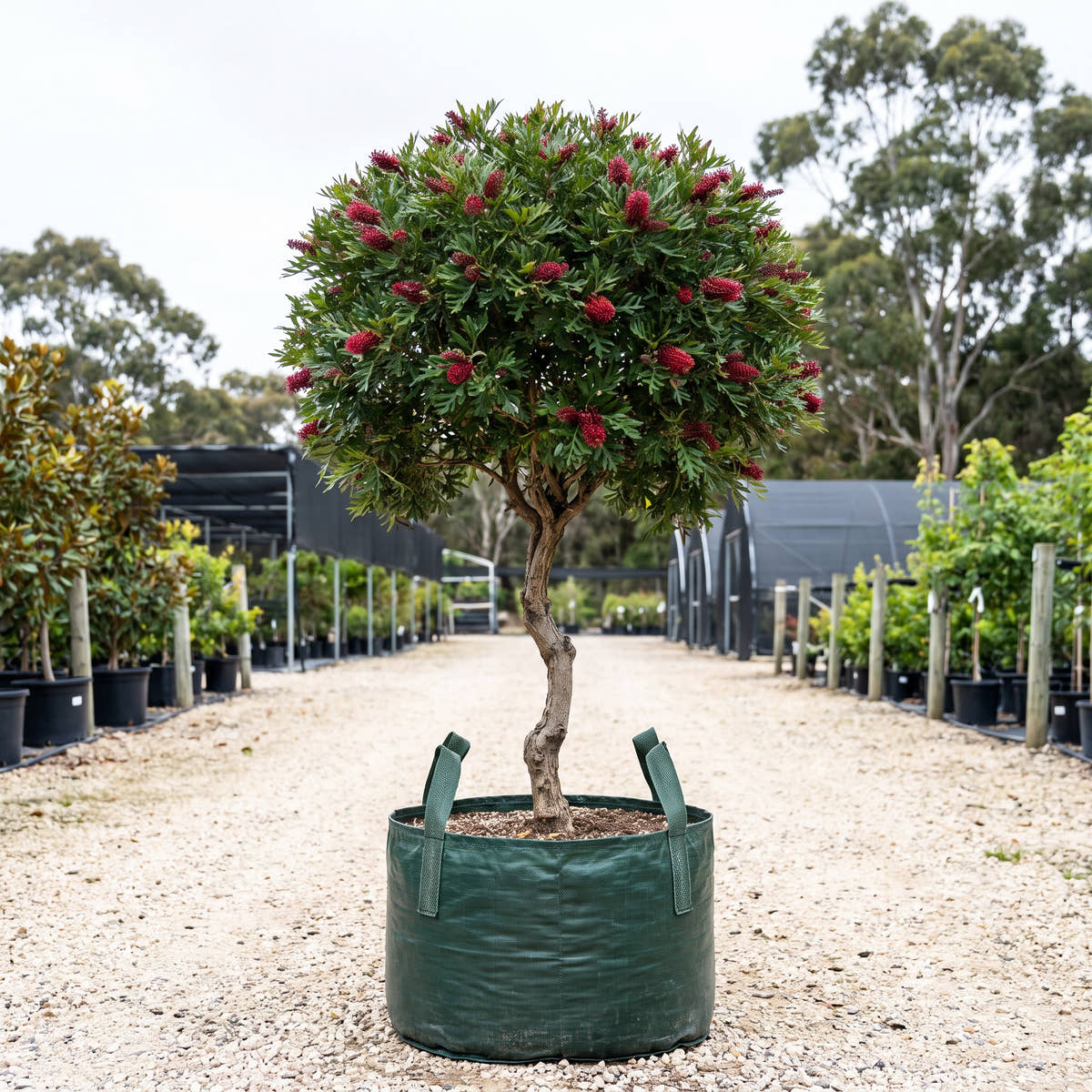 Poorinda Royal Mantle Grevillea (Standard) - Grevillea ‘Poorinda Royal Mantle’
