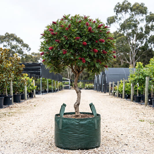 Poorinda Royal Mantle Grevillea (Standard) - Grevillea ‘Poorinda Royal Mantle’