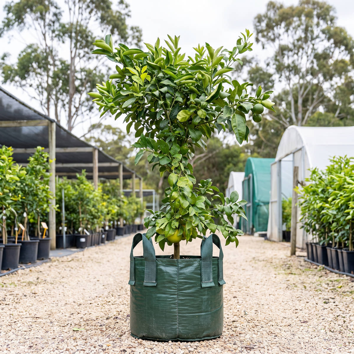 Seville Orange - Citrus aurantium
