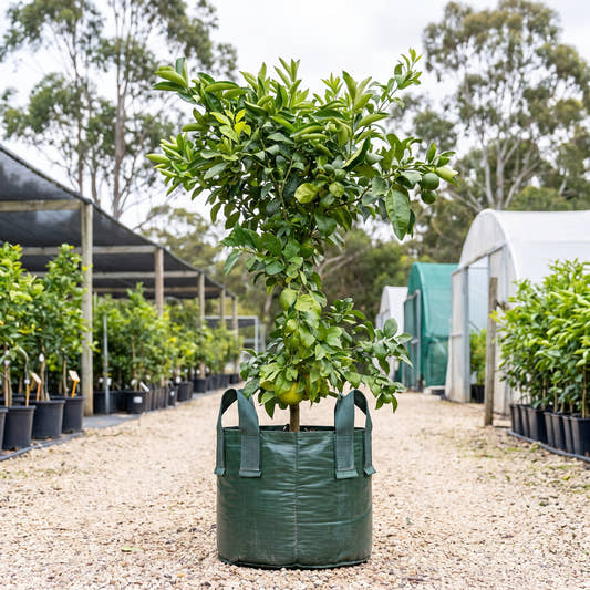 Seville Orange - Citrus aurantium
