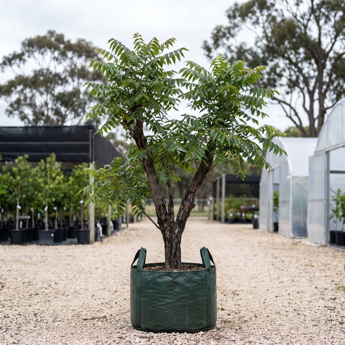 Californian Black Walnut - Juglans californica