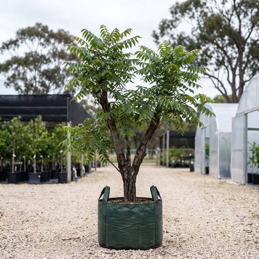 Californian Black Walnut - Juglans californica