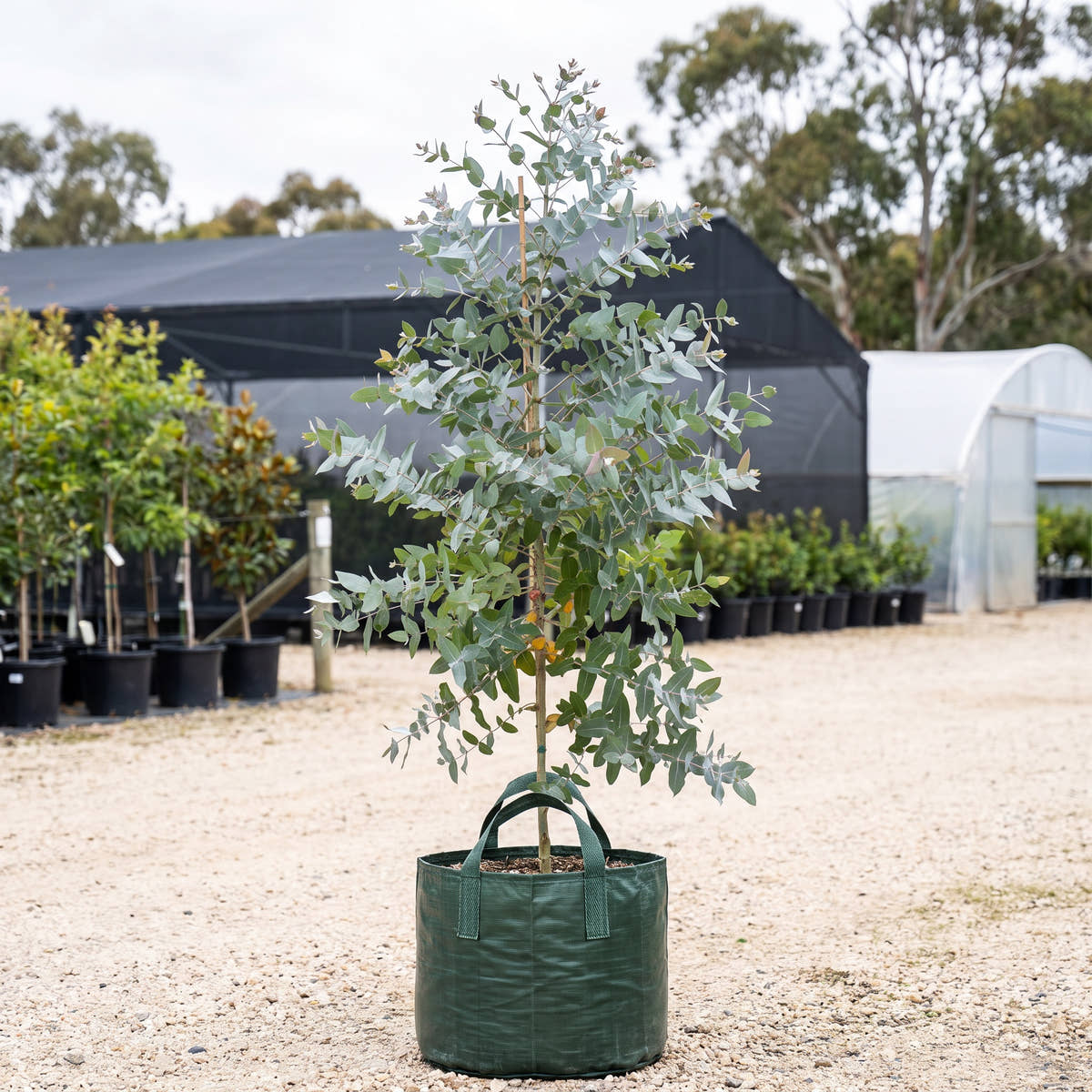Eurabbie - Eucalyptus globulus subsp. bicostata