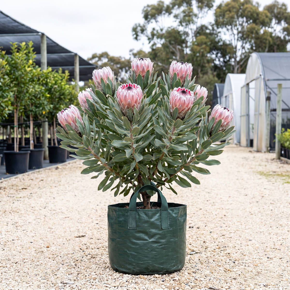 Frosted King Protea - Protea ‘Frosted King’