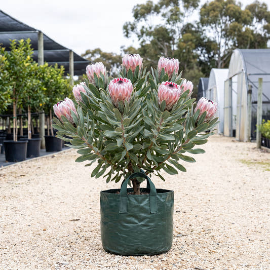 Frosted King Protea - Protea ‘Frosted King’