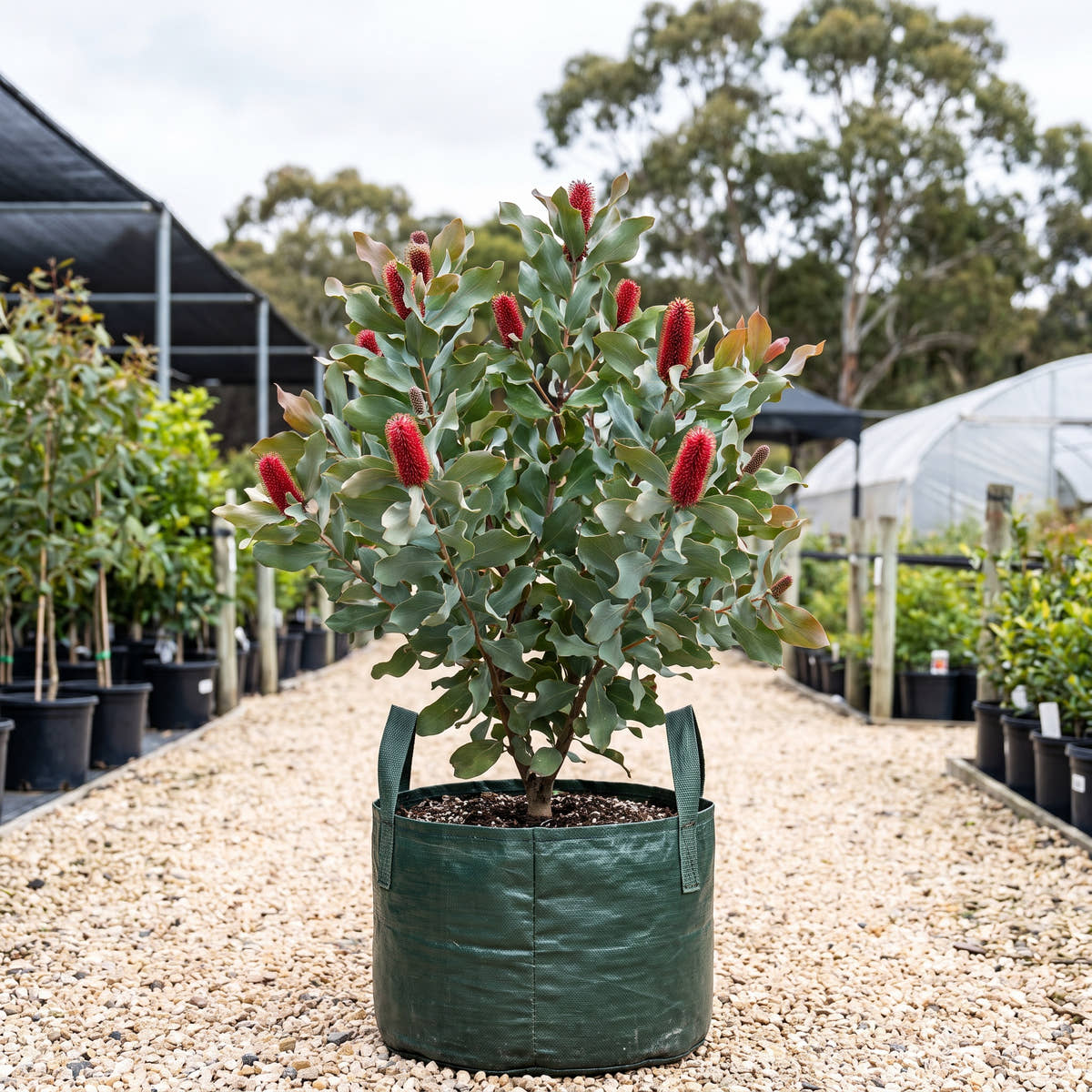 Red Pokers - Hakea bucculenta