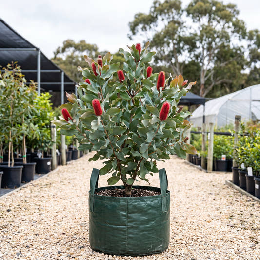 Red Pokers - Hakea bucculenta