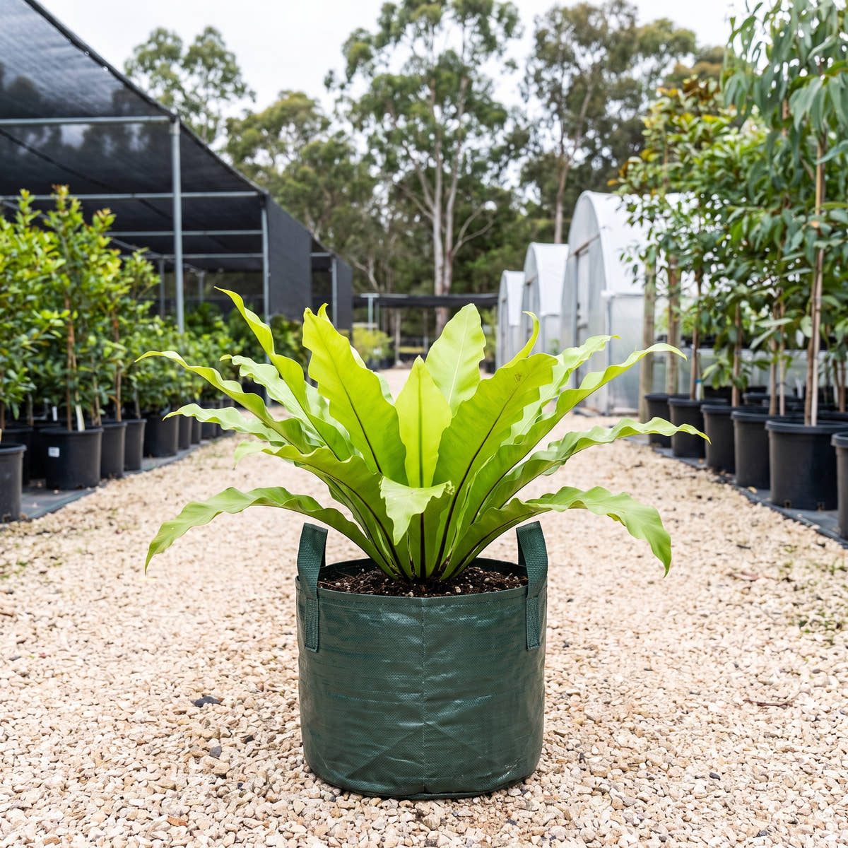 Birds Nest Fern - Asplenium nidus