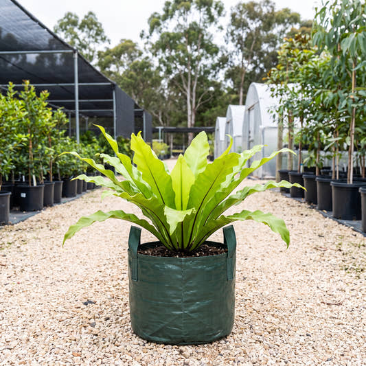 Birds Nest Fern - Asplenium nidus