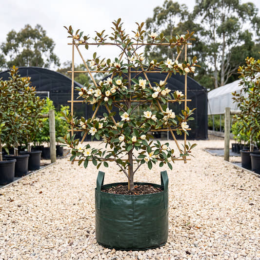 Scented Pearl Magnolia (Espalier) - Michelia yunnanensis ‘Scented Pearl’
