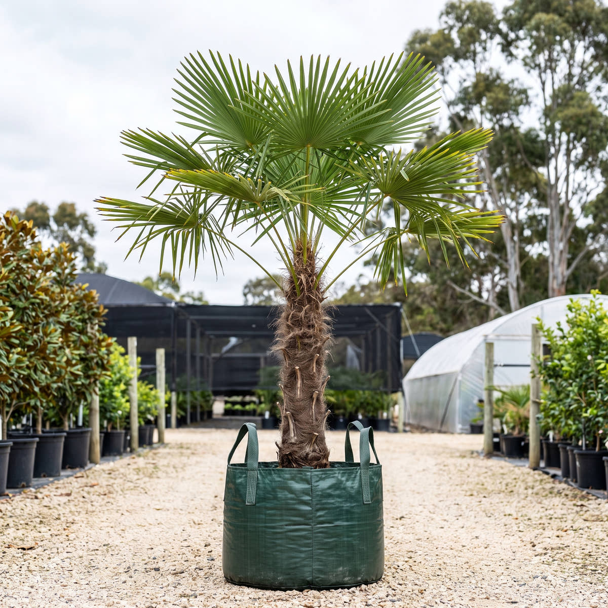Chusan Palm - Trachycarpus fortunei