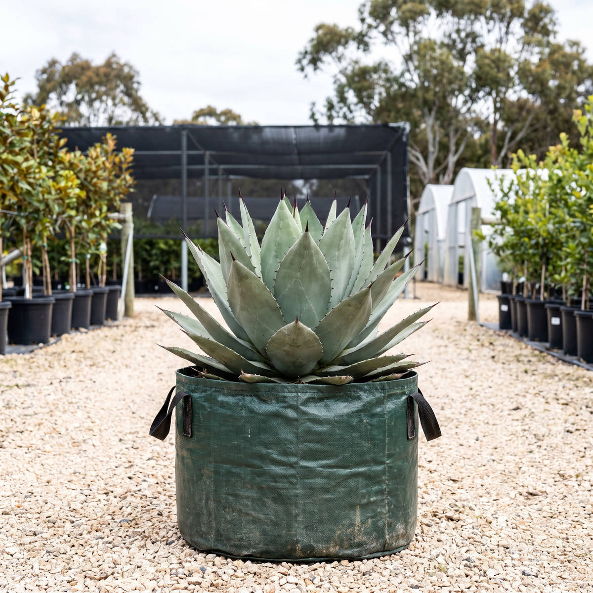 Agave ‘Sharkskin’