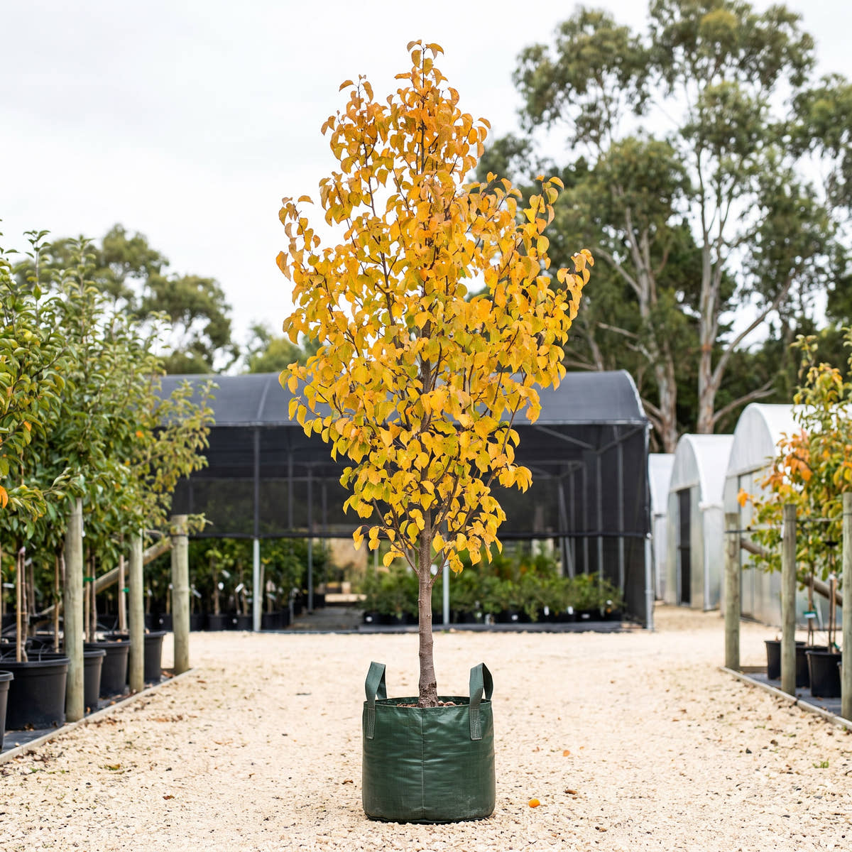 Chonosuki Crabapple - Malus tschonoskii