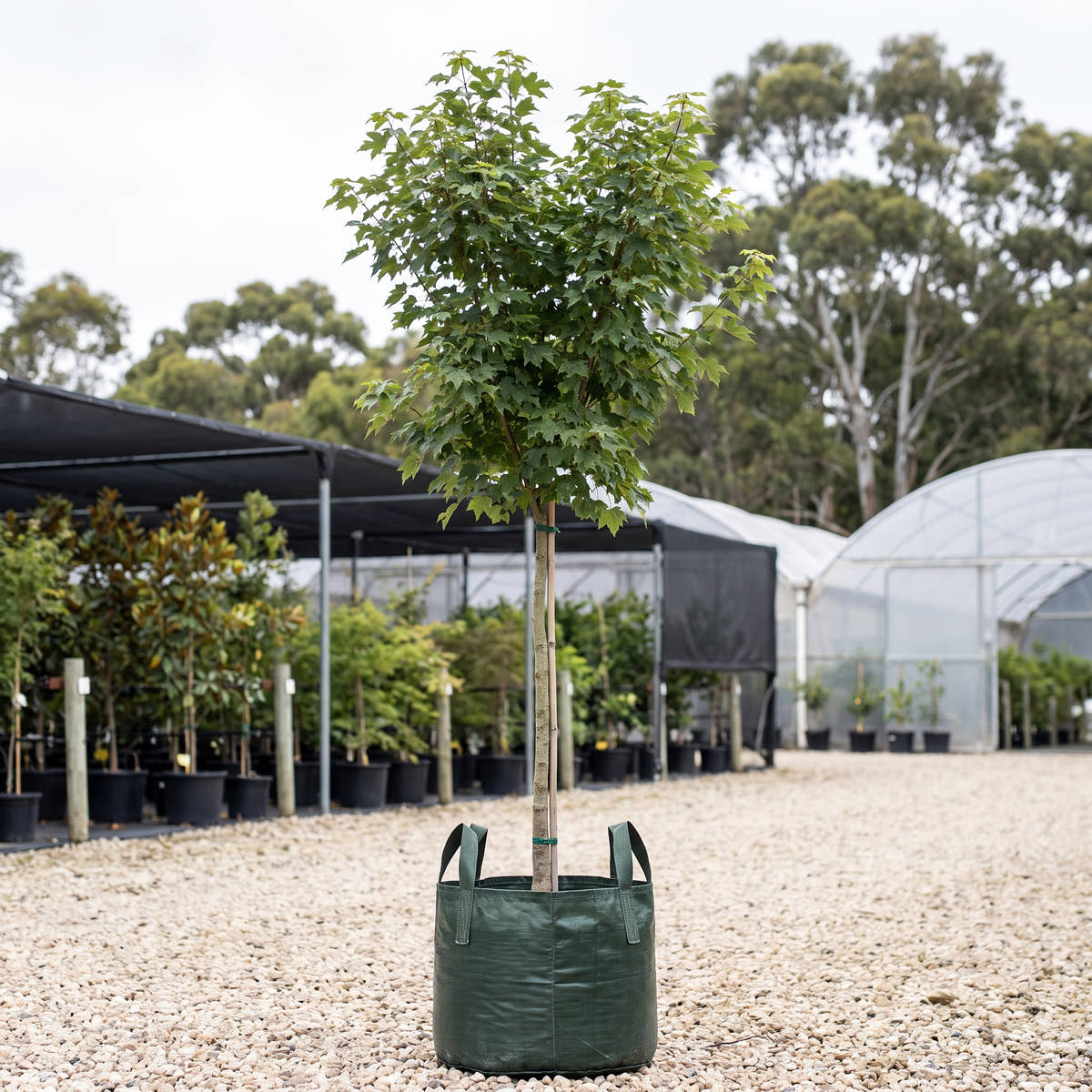 Oliver’s Maple - Acer oliverianum