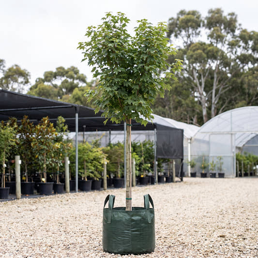 Oliver’s Maple - Acer oliverianum