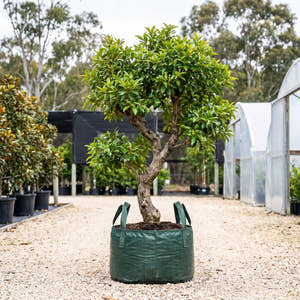 Yarrabah Satinash - Syzygium angophoroides