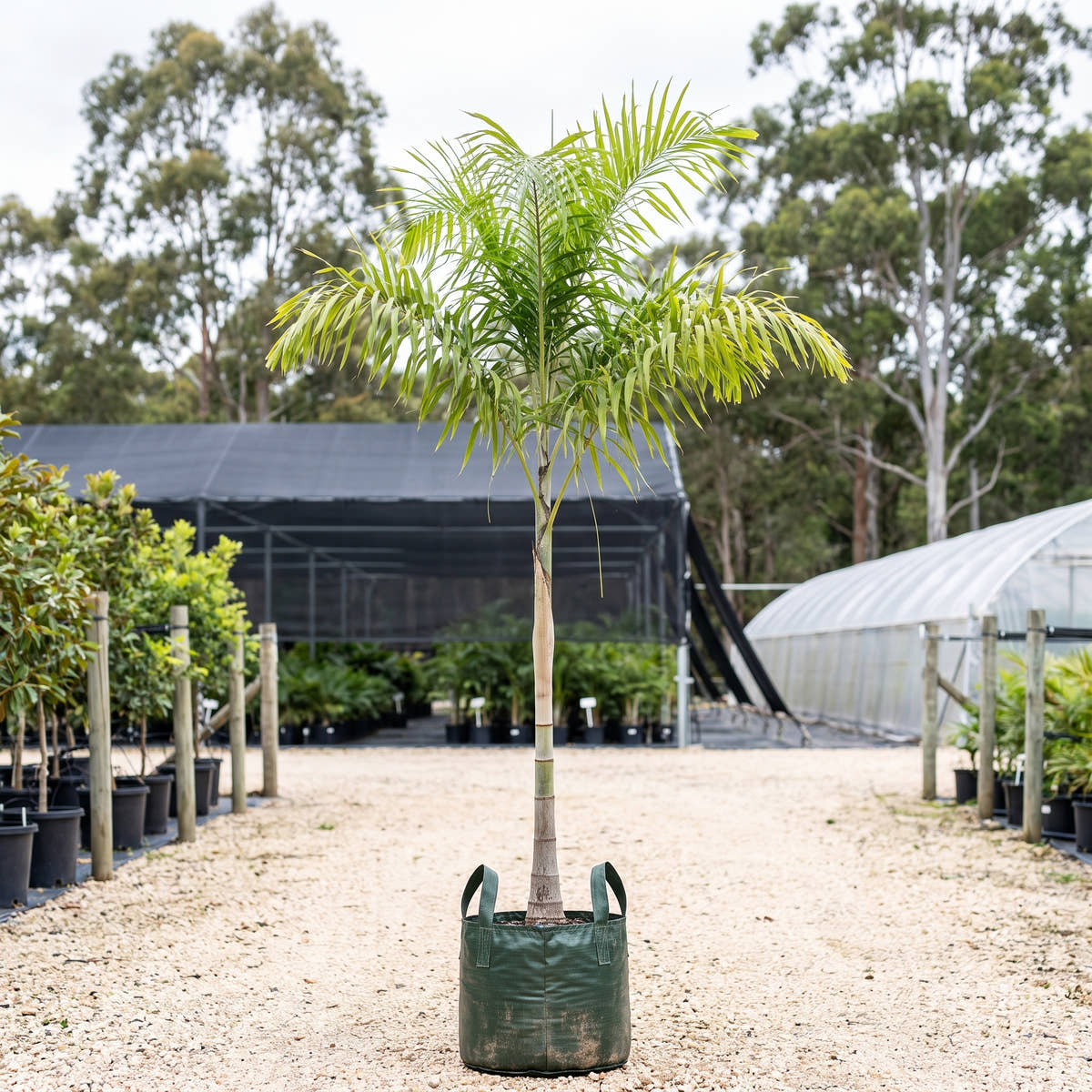 Carpentaria Palm - Carpentaria acuminata