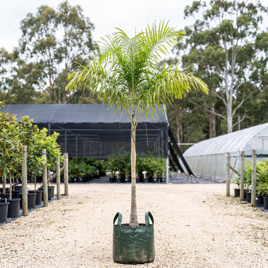 Carpentaria Palm - Carpentaria acuminata