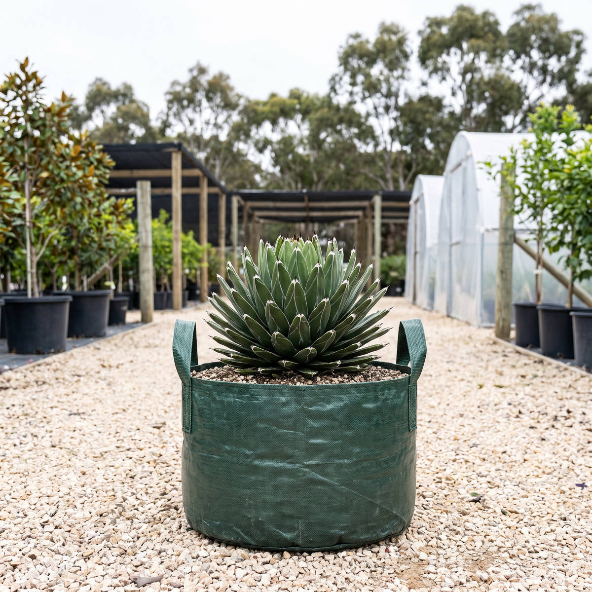 Queen Victoria Agave - Agave victoriae-reginae