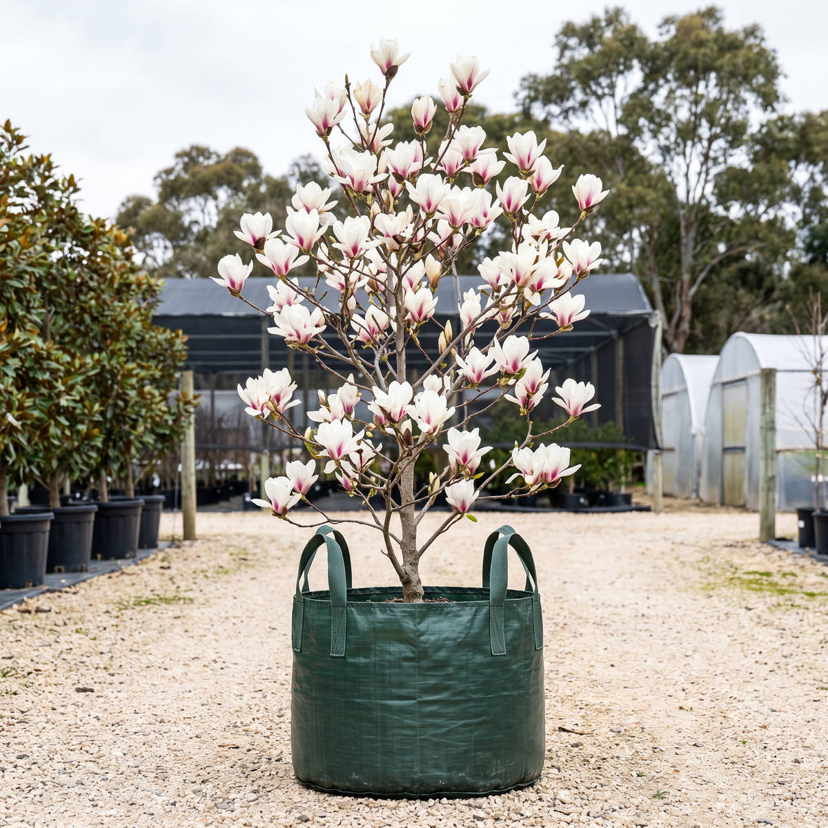 Peppermint Stick Magnolia - Magnolia ‘Peppermint Stick’