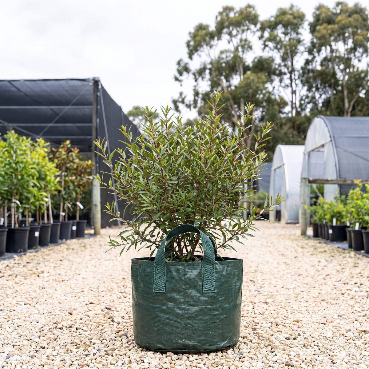 Winter Apple - Eremophila debilis
