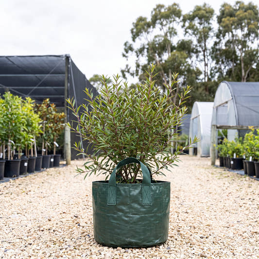 Winter Apple - Eremophila debilis